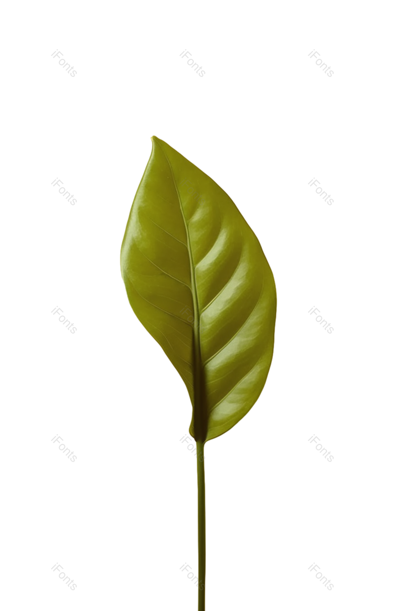 叶子图片,装饰元素,清新PNG,摄影免抠素材